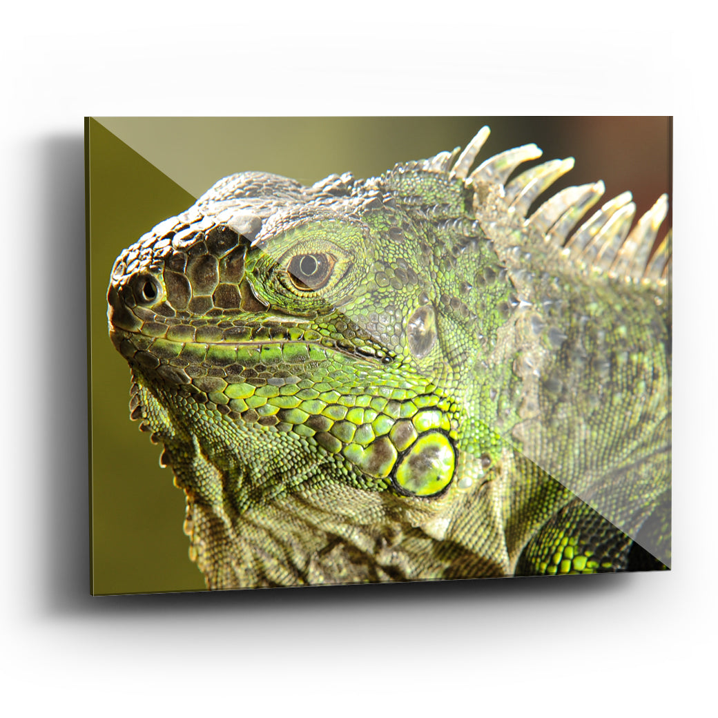 Cuadro acrílico Iguana verde II VidalPhotography - balcru #Tipo_Acrílico