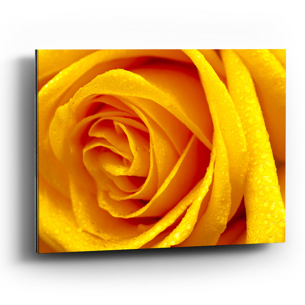 Cuadro aluminio Rosa amarilla VidalPhotography - balcru #Tipo_Aluminio