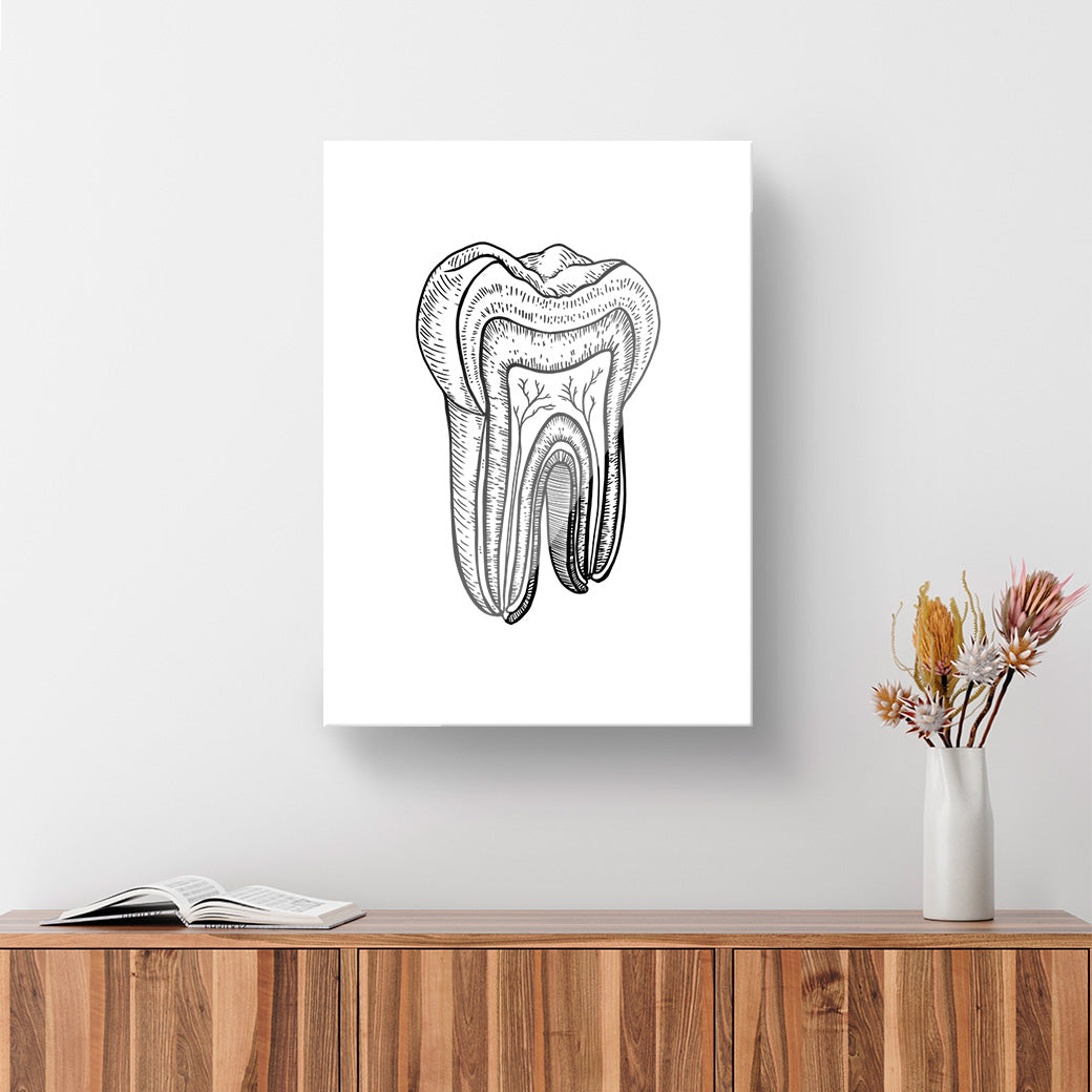 Cuadro decorativo de Anatomía Dental