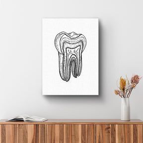 Cuadro decorativo de Anatomía Dental
