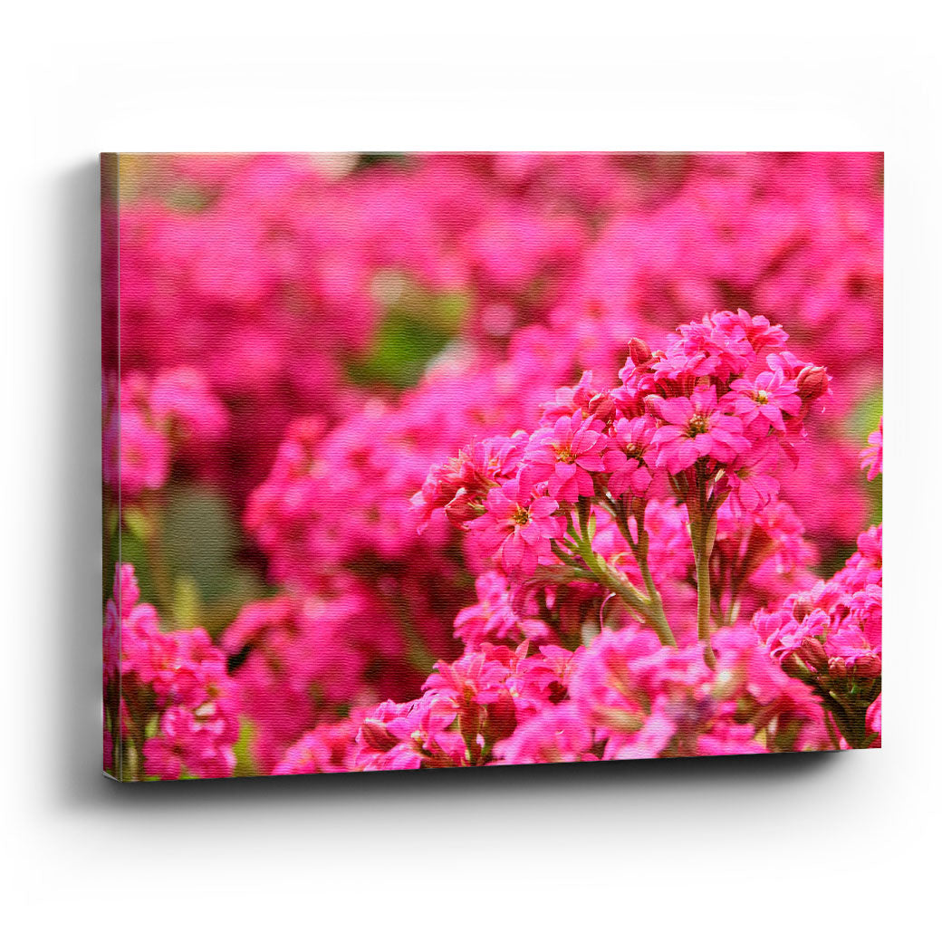 Cuadro canvas Flores rosas Caliz Cruz - balcru #Tipo_Canvas