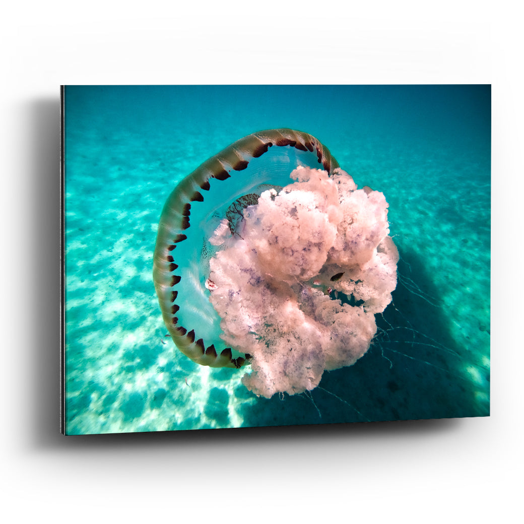 Cuadro de Medusa Gigante en el Mar de Cortés