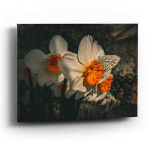 Cuadro de Flores Blancas de Narciso