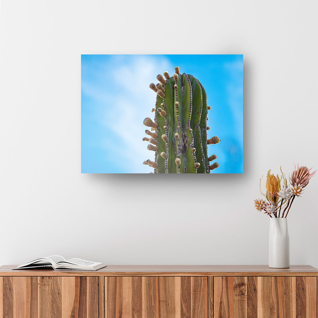 Cuadro acrílico Cuadro Cactus cardón con flores Sara Vafaei - balcru #Tipo_Aluminio