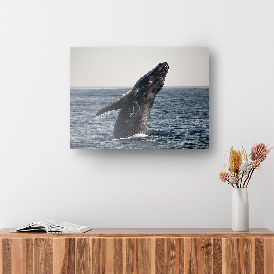 Cuadro decorativo Baby whale