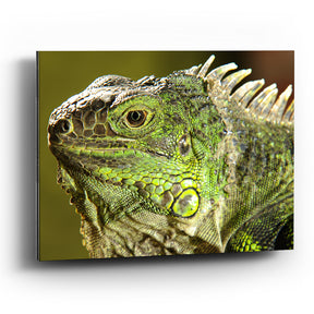 Cuadro de Iguana verde ll