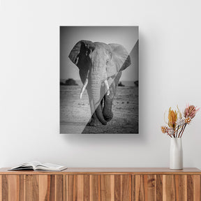 Cuadro decorativo de Elefante