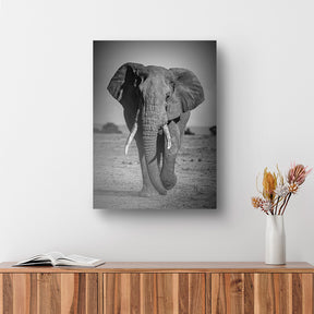 Cuadro decorativo de Elefante