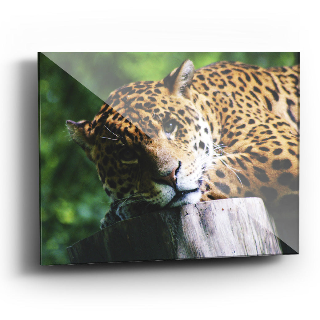 Cuadro decorativo de Leopardo