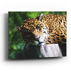 Cuadro decorativo de Leopardo